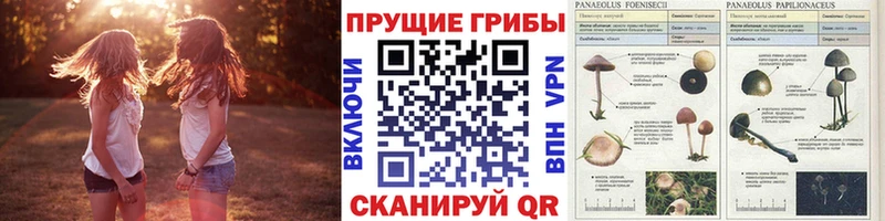 Псилоцибиновые грибы Cubensis  Верхнеуральск 